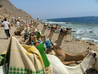 Mergulho nas Três Piscinas, safári 4×4 Oasis, passeio de camelo, almoço em Dahab